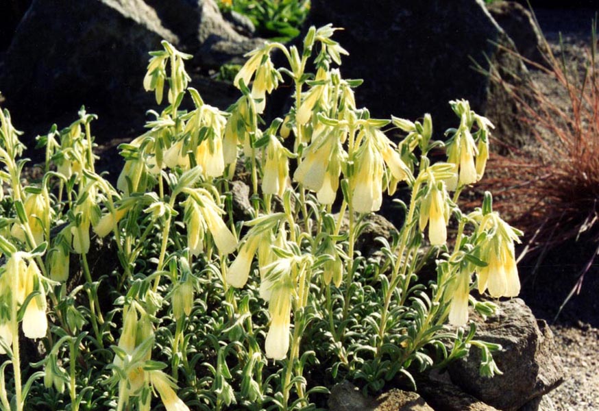 Onosma nana en fleurs sur des pentes pierreuses sèches du Liban